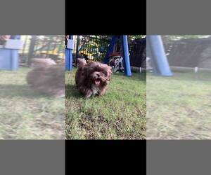 Father of the Shih Tzu puppies born on 06/16/2025