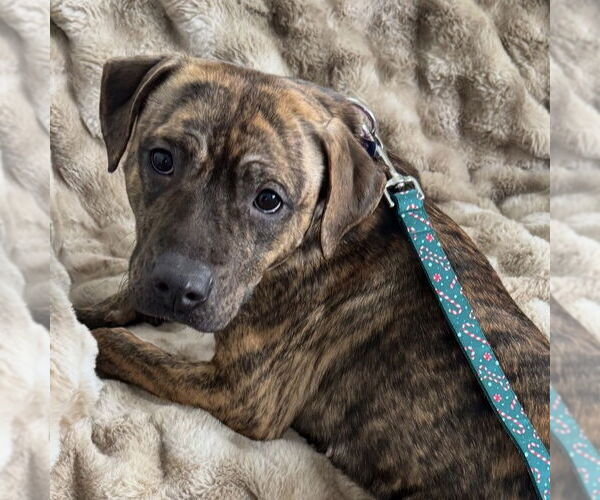 Medium Photo #8 Mutt Puppy For Sale in Fargo, ND, USA