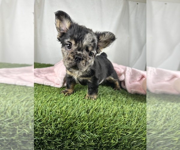 Medium Photo #4 French Bulldog Puppy For Sale in SAN DIEGO, CA, USA