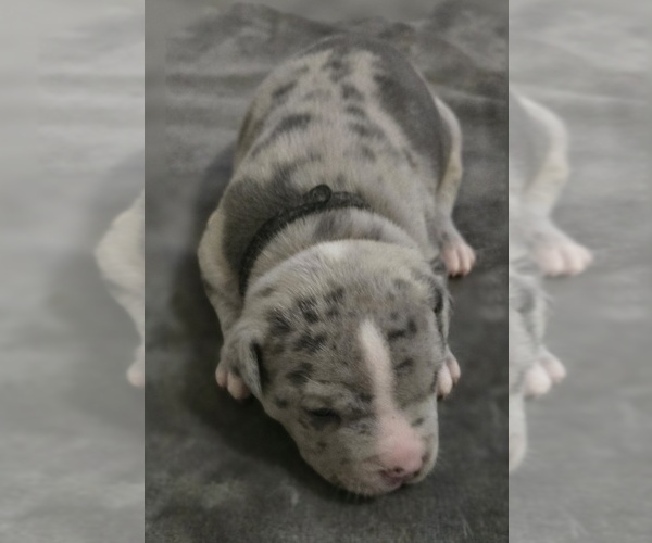 Medium Photo #7 American Bully Puppy For Sale in KISSIMMEE, FL, USA