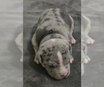 Small Photo #7 American Bully Puppy For Sale in KISSIMMEE, FL, USA