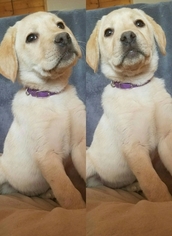 Labrador Retriever Puppy for sale in SANFORD, CO, USA