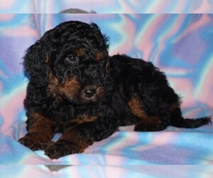 Miniature Labradoodle Puppy for sale in LA HABRA, CA, USA