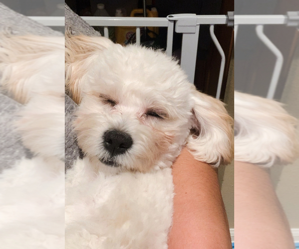 Medium Photo #1 Maltipoo Puppy For Sale in LOS ANGELES, CA, USA