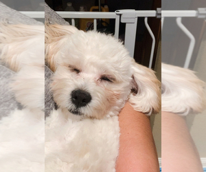 Father of the Maltipoo puppies born on 05/01/2025