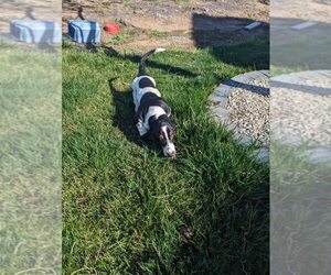 Basset Hound Puppy for sale in JEROME, ID, USA