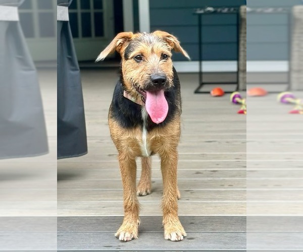 Medium Photo #13 Mutt Puppy For Sale in Rockaway, NJ, USA