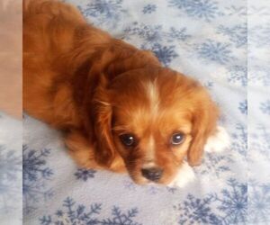 Cavalier King Charles Spaniel Puppy for Sale in MAYSLICK, Kentucky USA