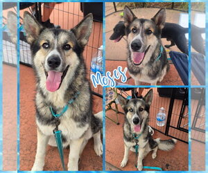 Gerberian Shepsky Dogs for adoption in Blacksburg, SC, USA