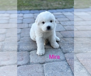 Great Pyrenees Puppy for sale in UMATILLA, FL, USA