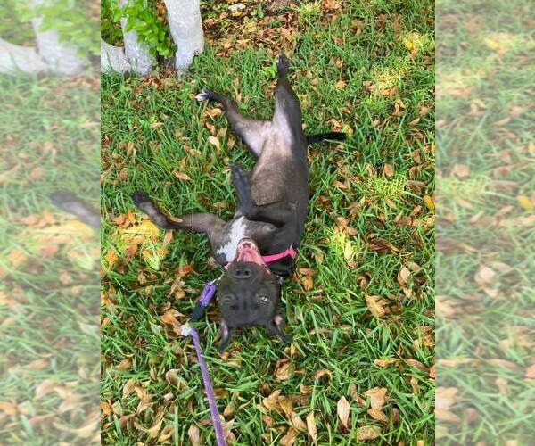 Medium Photo #24 Mutt Puppy For Sale in Pompano Beach , FL, USA