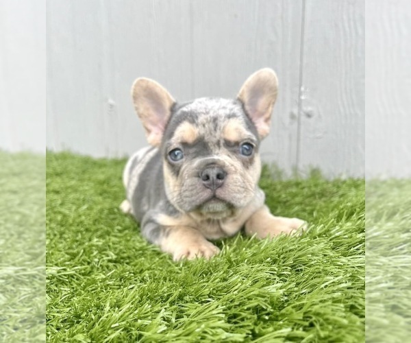 Medium Photo #2 French Bulldog Puppy For Sale in PACIFIC PALISADES, CA, USA