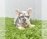Small Photo #2 French Bulldog Puppy For Sale in PACIFIC PALISADES, CA, USA