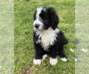 Bernedoodle Puppy for sale in PIEDMONT, SC, USA