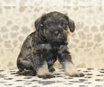 Small #3 Schnauzer (Miniature)