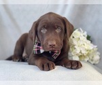 Small Photo #7 Labrador Retriever Puppy For Sale in LAKELAND, FL, USA