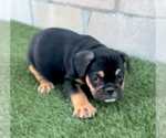 Small English Bulldogge