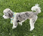 Small Photo #1 Cavapoo (Miniature) Puppy For Sale in SHOALS, IN, USA