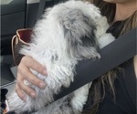 Small #17 Sheepadoodle