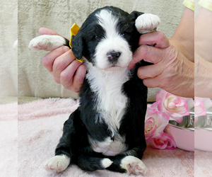 Bernedoodle (Miniature) Puppy for sale in ROY, UT, USA