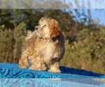 Small #22 ShihPoo