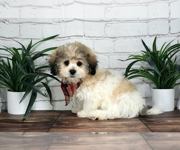 Medium Photo #1 Zuchon Puppy For Sale in NAPLES, FL, USA