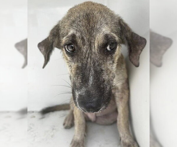 Medium Photo #2 Plott Hound-Unknown Mix Puppy For Sale in Houston, TX, USA