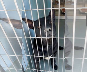 Mutt Dogs for adoption in Pasadena, CA, USA