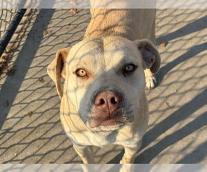 Mutt Dogs for adoption in Tulsa, OK, USA