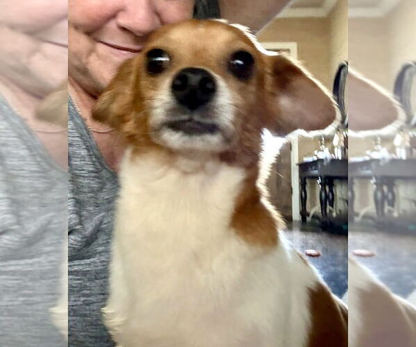 Medium Photo #1 Chihuahua Puppy For Sale in Boonton, NJ, USA