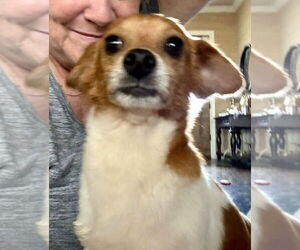 Chihuahua Dogs for adoption in Boonton, NJ, USA