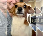 Small Chihuahua