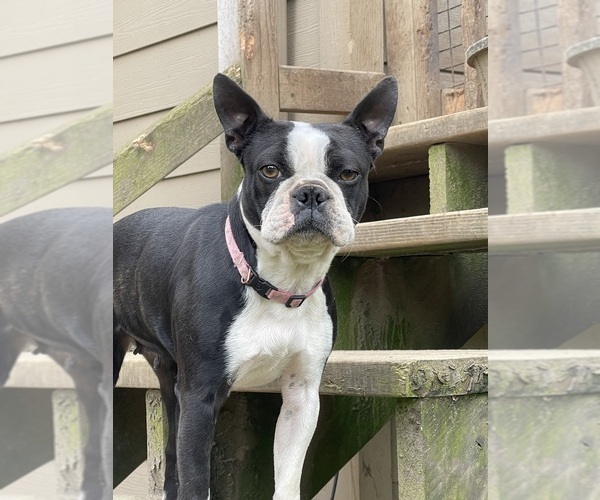 Medium Photo #1 Boston Terrier Puppy For Sale in LONGVIEW, WA, USA