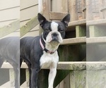Small Photo #1 Boston Terrier Puppy For Sale in LONGVIEW, WA, USA