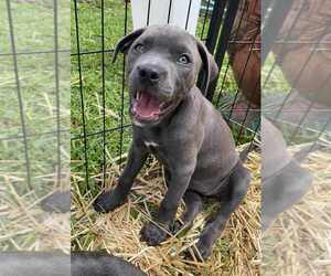 American Pit Bull Terrier-American Staffordshire Terrier Mix Dogs for adoption in Wenonah, NJ, USA