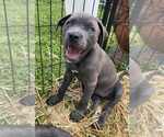 Small American Pit Bull Terrier-American Staffordshire Terrier Mix