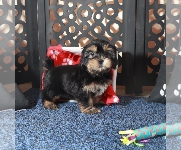 Medium Photo #1 Shorkie Tzu Puppy For Sale in MOUNT VERNON, OH, USA