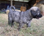 Small Photo #5 Anatolian Shepherd Puppy For Sale in ROBSTOWN, TX, USA