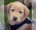 Small Photo #4 Labrador Retriever Puppy For Sale in MILLMONT, PA, USA