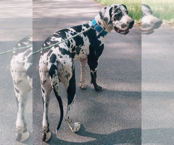 Medium Photo #1 Great Dane Puppy For Sale in HOGANSVILLE, GA, USA