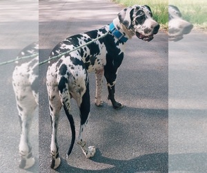 Mother of the Great Dane puppies born on 09/03/2025
