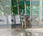 Small #5 German Shepherd Dog Mix