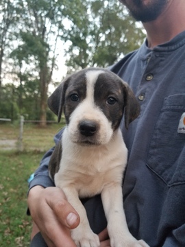 Medium Photo #7 Mountain Cur-Tennessee Treeing Brindle Mix Puppy For Sale in MBORO, TN, USA