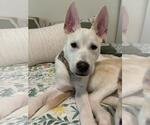 Small #10 Huskies  Mix