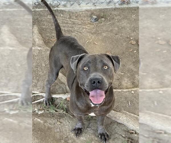 Medium Photo #3 Mutt Puppy For Sale in Riverside, CA, USA