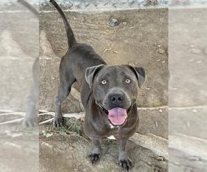 BELLATRIX - Female Mutt Dog for Adoption - Photo #3