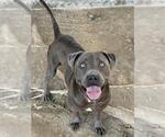 Small Photo #3 Mutt Puppy For Sale in Riverside, CA, USA