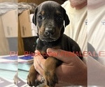 Small #4 Doberman Pinscher