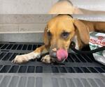 CLYDE - Female American Pit Bull Terrier Dog for Adoption - Small photo