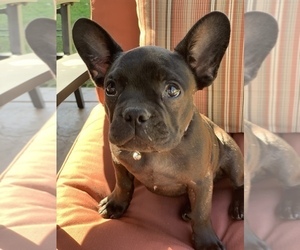 French Bulldog Puppy for sale in TOLEDO, OH, USA